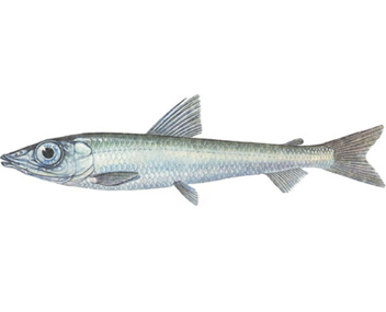 wie viel Fisch in Argentinien zu kochen