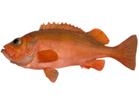 bar de mer
