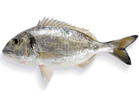 dorade