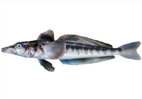 poisson de glace