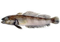 nototénie