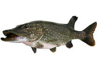 brochet