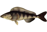 râpe