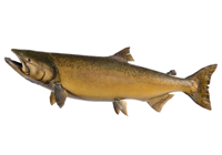 Saumon