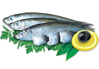 sprat