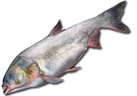 Carpe d'argent