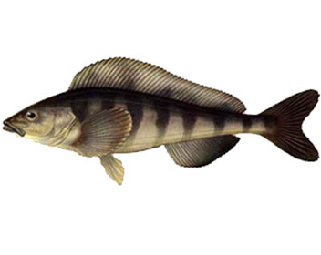 wie viel man den Greenling kocht