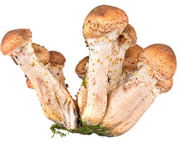 champignons champignons faire bouillir les champignons au miel