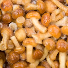 champignons au miel champignons surgelés