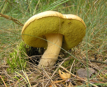 champignons volants d'inertie