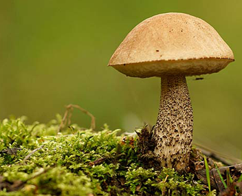 cèpes faire bouillir les bolets