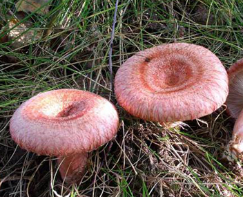 champignons tremper et faire bouillir les vagues