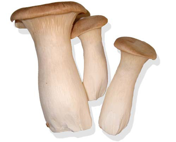 champignons eringa Eringi
