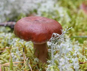 champignons bitter