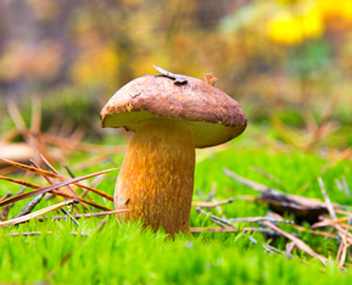 ecchymoses aux champignons ecchymoses