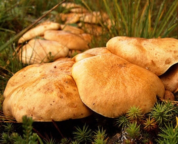 champignons de chèvre des gamins