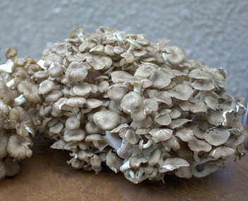 champignons maitake maitake