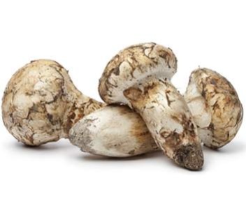 Champignons Matsutake matsutake
