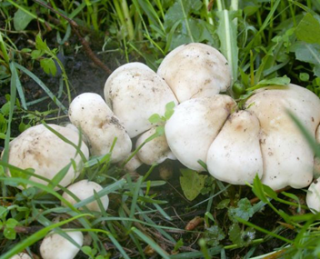 champignons peut champignons