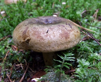 champignons champignons de lait