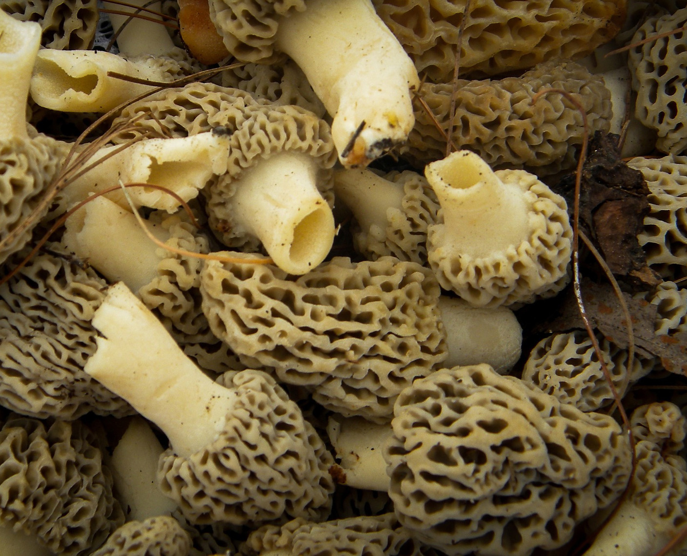 champignons faire tremper et faire bouillir les morilles