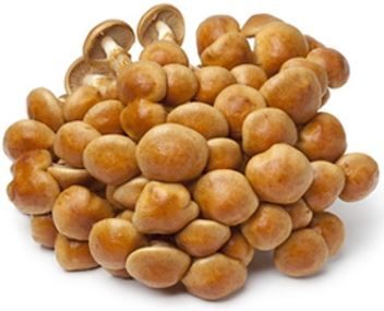 Pilze nameko Pilze nameko