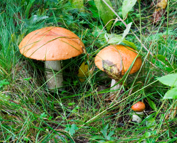 Steinpilze Steinpilz