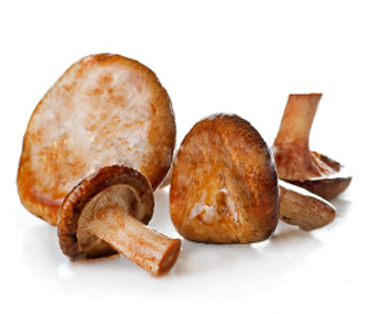 champignons de porc les cochons