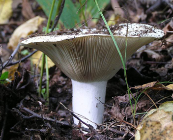 chargement de champignons chargement
