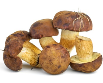 champignons polonais champignon polonais