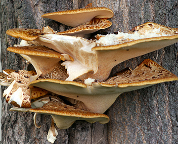 champignons de l'amadou champignon de l'amadou