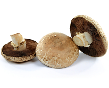 champignons portobello Portobello