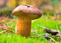 ecchymoses