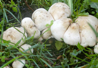 peut champignons