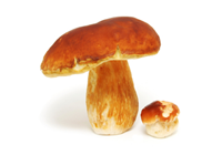Champignons blancs