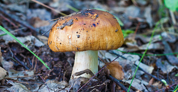valeur champignons précieux