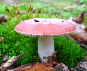 champignons russula combien cuire de la russula