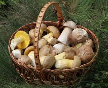 champignons semi-blancs champignons semi-blancs