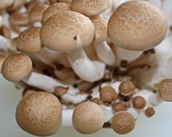champignons shimiji Shimiji