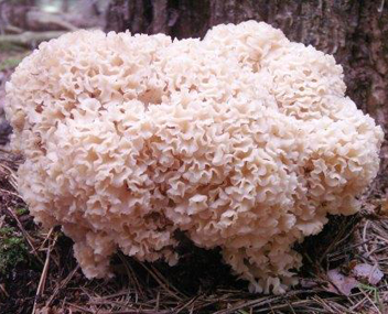 champignons Sparassis Sparassis