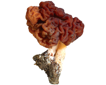couture de champignons lignes