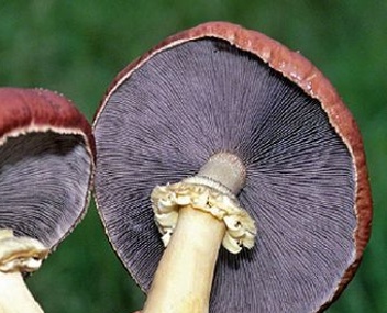 stropharia annulaire ridée stropharia