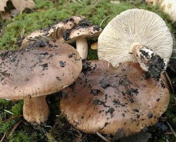 champignons en rangée Lignes