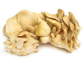 champignons Oyster champignons Oyster