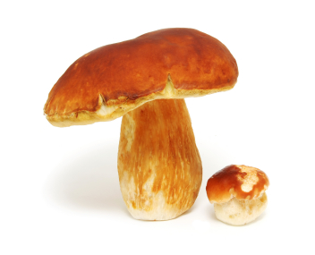 Champignons blancs faire bouillir les cèpes