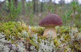 champignon blanc dans la forêt comment pousse le champignon blanc