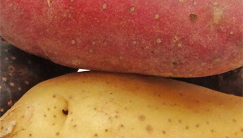 quelles pommes de terre sont les meilleures pour la cuisson pommes de terre blanches ou rouges pour la cuisson