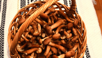 Verarbeitung junger Honig-Agarics vor dem Braten Pilze vor dem Braten reinigen