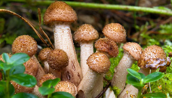 quoi cuisiner avec des champignons au miel que faire des champignons après la cuisson
