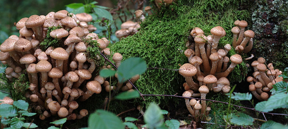 champignons au miel champignons au miel